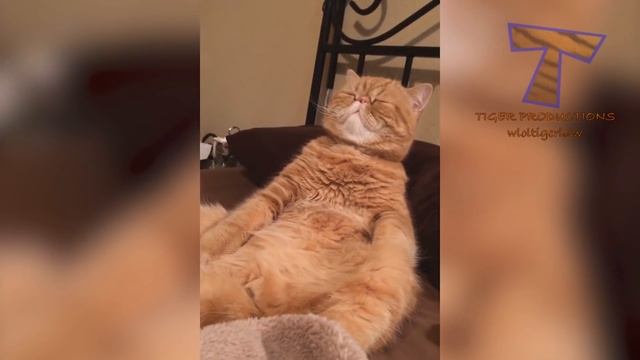 Cats just never fail to make us laugh - Funny cat compilation смотреть онлайн