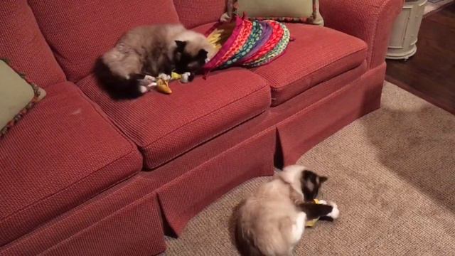 13-Year Old Ragdoll Cats Caymus and Murphy Get Brand New Yeowww! Catnip Bananas 🎉 🎈🎂🐾🐈 🐱 🍌 смотреть онлайн