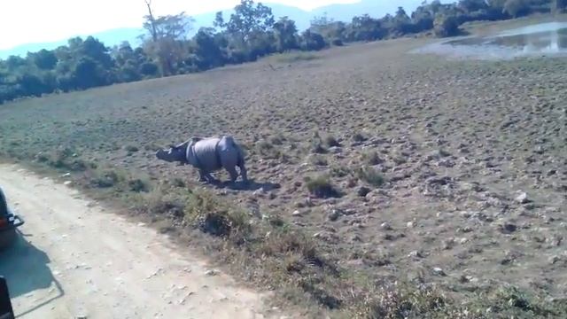 Kaziranga national park.. смотреть онлайн