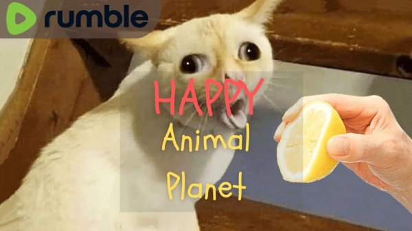 funniest-animals-planet-best-of-the-2024-funny-dogs-and-cats-videos-24-