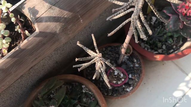 Succulent and cactus collection March update смотреть онлайн