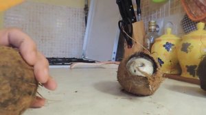 Как приготовить кокос в аквариум. Грот из кокоса в аквариум.