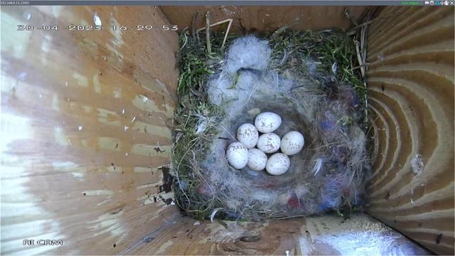 Budka Lęgowa Sikorki Na Żywo Polska Nest Box Live Poland смотреть онлайн