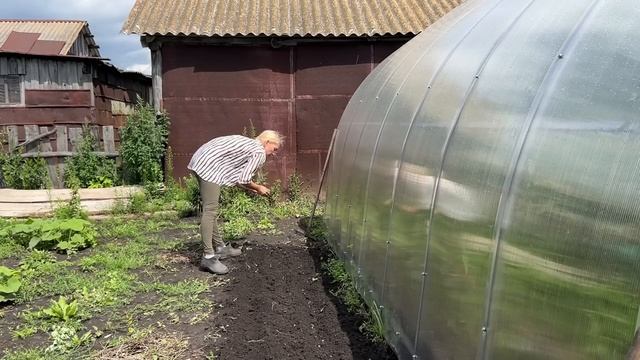 В ОГОРОДЕ ПО СВОЕЙ ВОЛЕ/ ПРОДОЛЖАЮ СЕЯТЬ/ ХАКУРО- НИШИКИ В ДЕРЕВНЕ/ УРОЖАЙ НАЧАЛА ИЮЛЯ смотреть онлайн