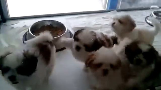 SATILIK SHIH-TZU YAVRULARI 0532 644 78 79 смотреть онлайн