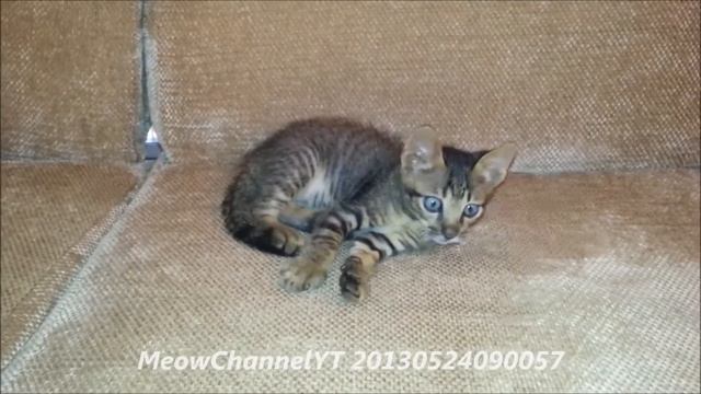 Funny Cats Kittens MeowChannelYT 20130524090057 Choc Music YT Fluffing A Duck смотреть онлайн