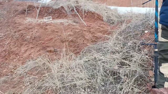 весенняя ловля птиц смотреть онлайн