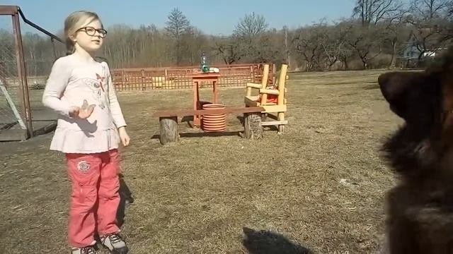 Кормление овчарок Детский отдых Полесск смотреть онлайн