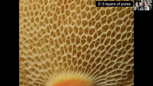 "Boletes in Australia: from there to here" Roy Halling смотреть онлайн