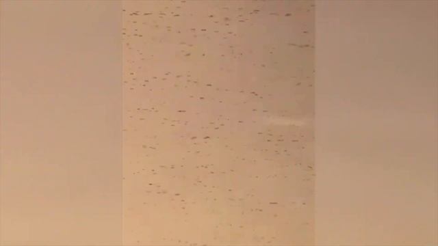 Стаи саранчи. Мекка. Саудовская Аравия. Катаклизмы за день смотреть онлайн