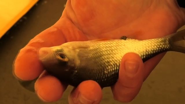 Ловля ПЛОТВЫ в ДЕТАЛЯХ смотреть онлайн