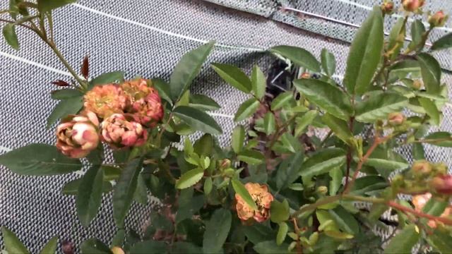 Самая редкая и необычная РОЗА | Wild Radish Rose