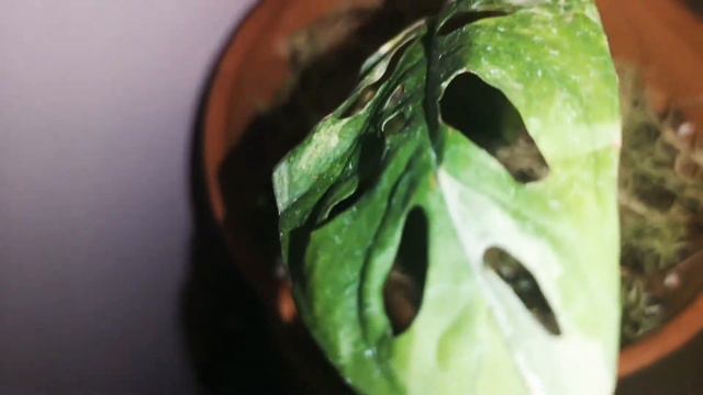 Adansonii Variegata Archipelago Aroid Monstera Plant