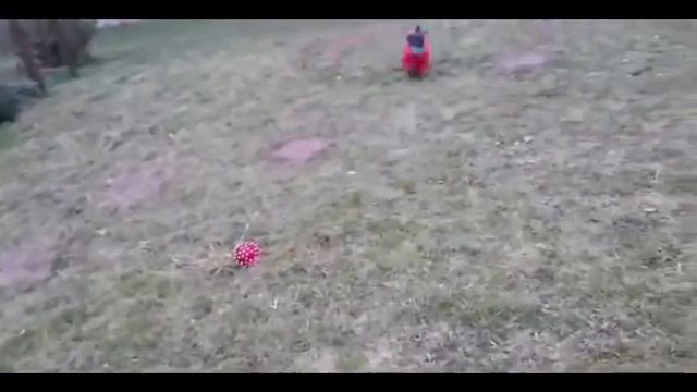 Питомник РЧТ "Отважный воин" г.Минск смотреть онлайн