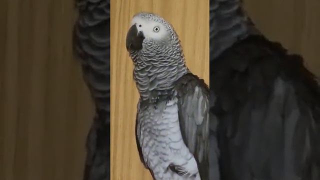 ...Курить нельзя, кусаться нельзя! Поняла? смотреть онлайн