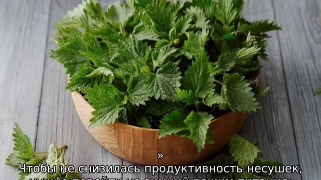 Как давать крапиву курам