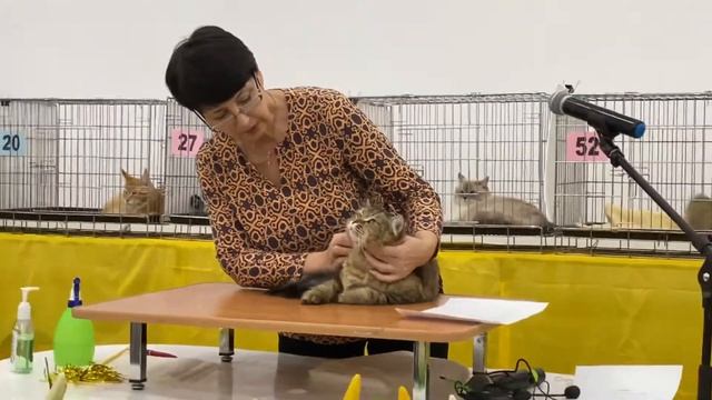 Сибирская кошка Златомир Базилика, выставка в г. Саратове 24.10.21г. смотреть онлайн