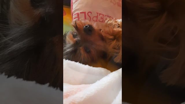 Мой умный, маленький зверёчек, лохматый, ласковый комочек...💖Моника смотреть онлайн