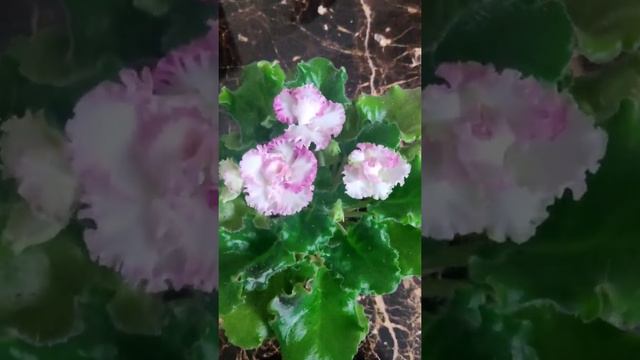 Фиалка ЛЕ Коко Шанель