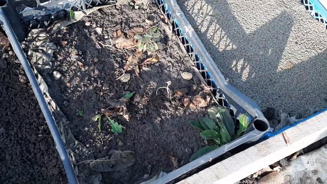 530. Решила не откладывать в долгий ящик 📦 и посадила в декабре. смотреть онлайн