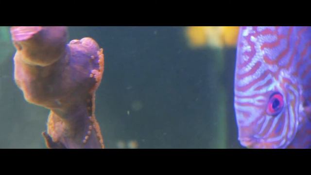 Икра дискуса смотреть онлайн