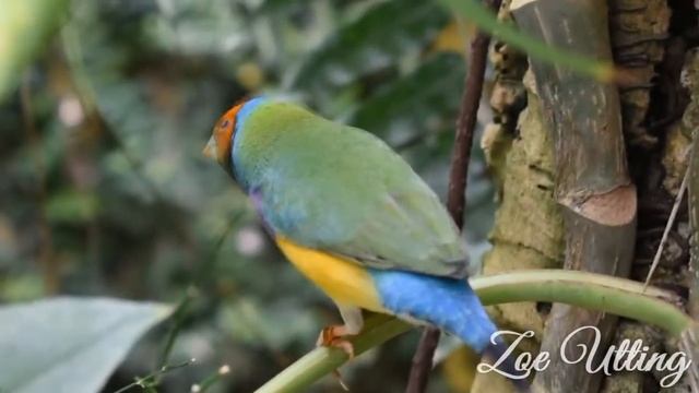 Butterfly Park Benalmadena Spain Vlog смотреть онлайн