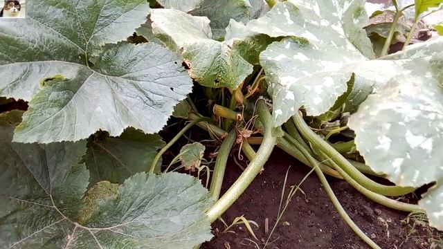 Как получить хороший урожай кабачков с куста смотреть онлайн