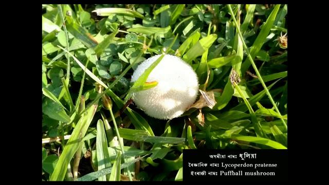 Lycoperdon pretense, অসমীয়া নাম: ধুলিয়া смотреть онлайн