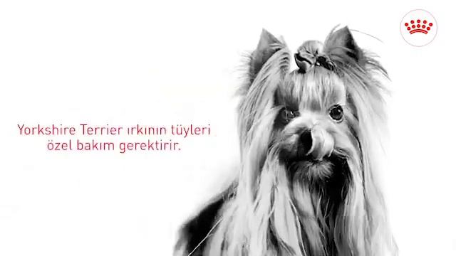 Royal Canin Yorkshire Terrier смотреть онлайн