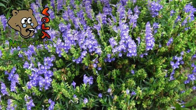 Топ 5 сорняков против рака смотреть онлайн