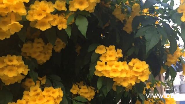 MAGIC WATER FOR MY FLOWERING PLANTS, REVEALED!!!/ ANO NGA BA ITO??? смотреть онлайн