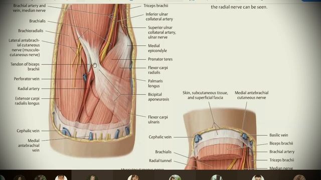 Анатомия с АВ. Топография верхней конечности. смотреть онлайн