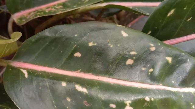 Aglaonema ( Aglaonema Pink Moon )
