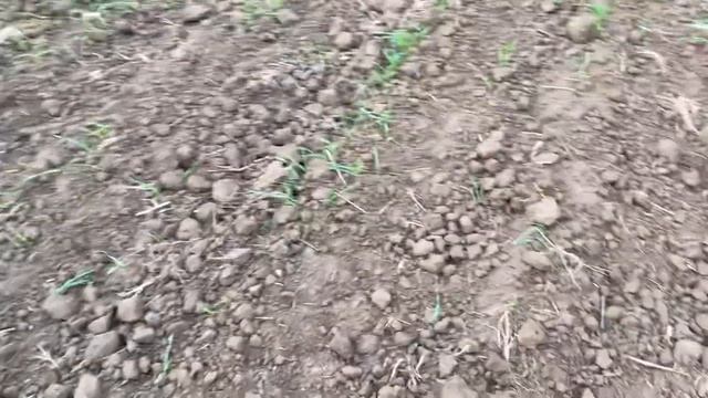 Озимый ячмень луран норма высева 160 кг смотреть онлайн