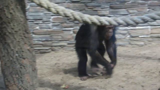 Шимпанзе Филя и Люся на улице 07.06.2019 смотреть онлайн