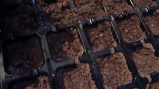 Розмарин - посев семян в кассеты. смотреть онлайн