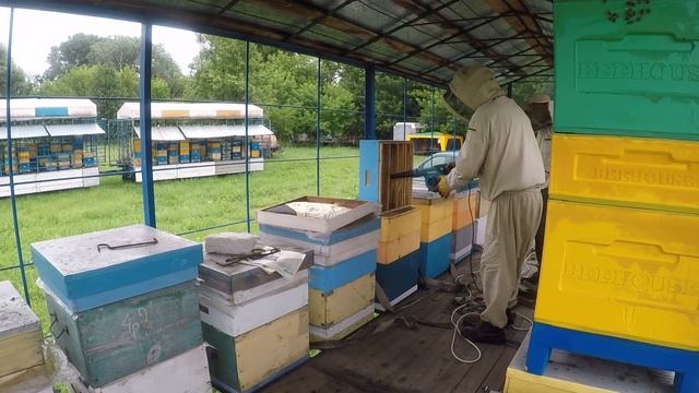 Срочно отобрать мед у пчел В пчеловодстве всё по графику чтобы не потерять мед смотреть онлайн