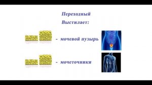 Эпителиальная ткань. Все, что нужно знать за 5 минут.