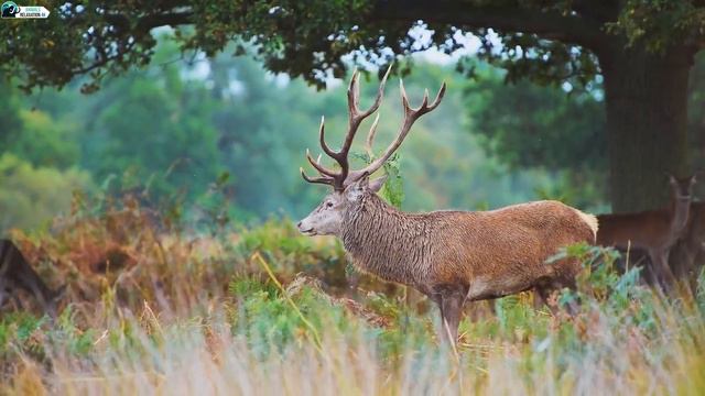 4K ULTRA HD Animals & Wildlife - Scenic Wildlife Film With African Music