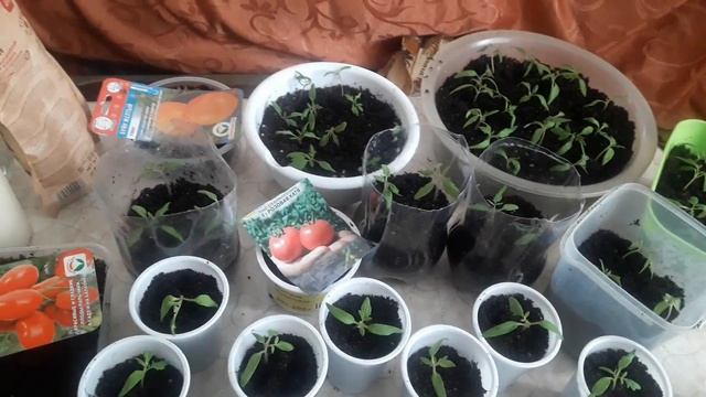 Пикируем томаты и детерминированные сорта, черри. Мои томаты! смотреть онлайн