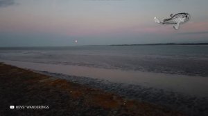 Самые Большие Существа, Обнаруженные на Пляже