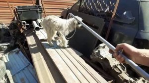 Поймать собачку - раз плюнуть! Серия 4: Петля ловчая своими руками из старой швабры.