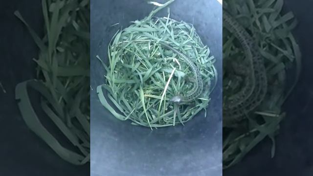 Как Приручить ящерицу смотреть онлайн