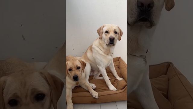 Пранк над собаками #Прикол #пранк #лабрадор #собака #пранкссобакой