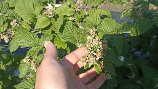 Аномально раннее созревание клубники цветение ежевики. в чем причина? как вы думаете? смотреть онлайн