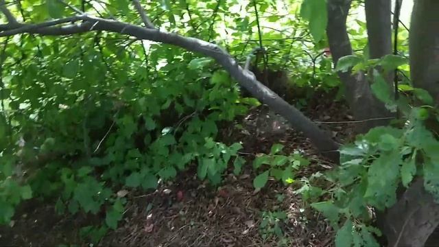 Выращиваем грибы на участке маслята смотреть онлайн