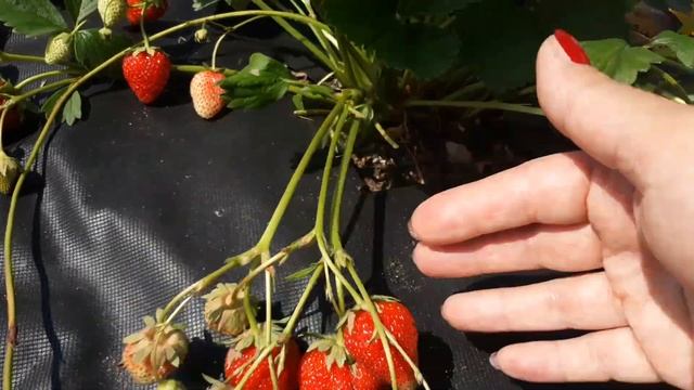 Маэстро - клубника ремонтантная, описание сорта (Французский сорт) смотреть онлайн