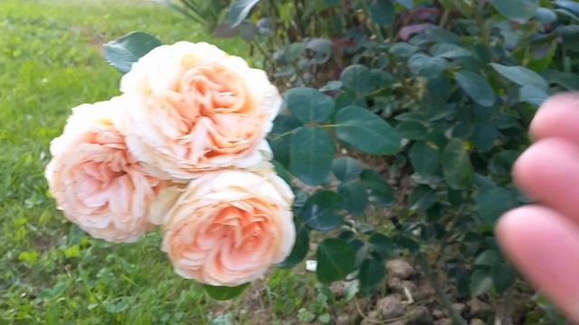 Троянда Lady Capri