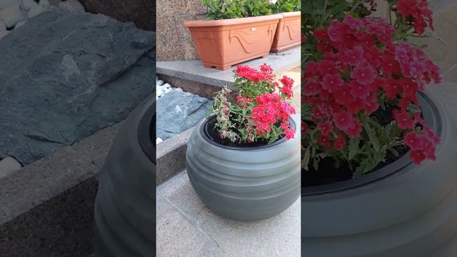 Вербена будет цвести без отдыха. смотреть онлайн