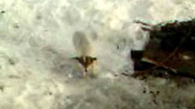 Собака охранника спит стоя)))).3gp смотреть онлайн